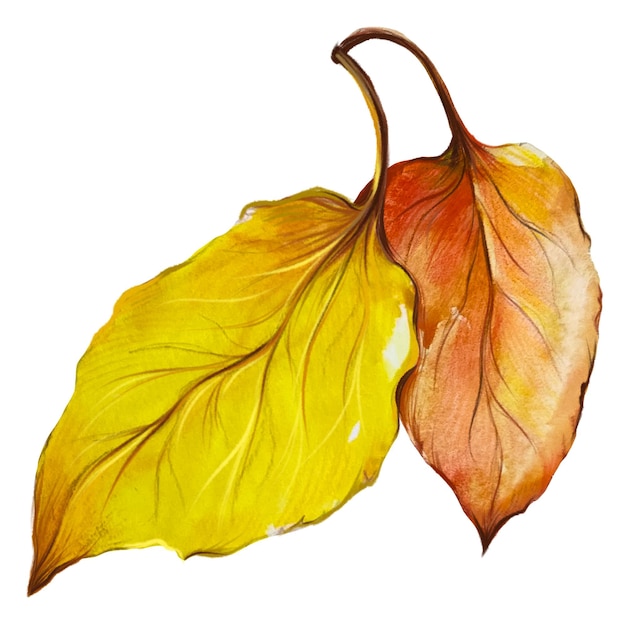 dry leaf macro watercolor illustration