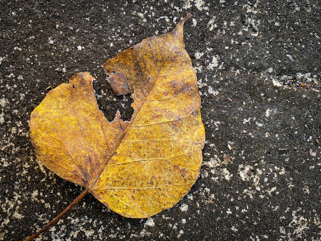 사진 바닥에 건조한 잎