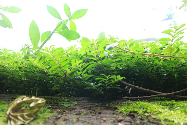 ペペロミア カペラタ リリアン観葉植物の肖像画の乾燥葉。家庭菜園のコンセプト。都会のジャングル