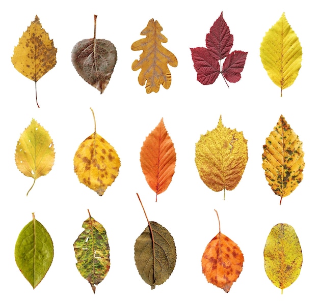 Dry leaf set isolated on white