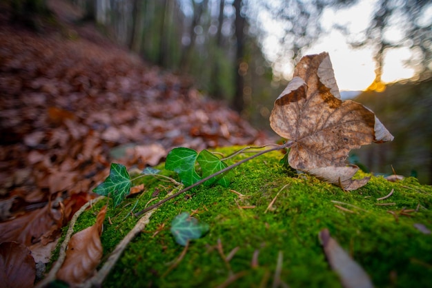 Dry leaf at sunset