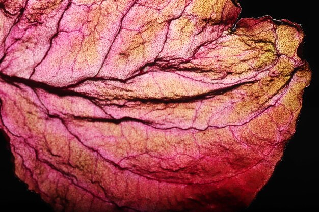 Dry Leaf Texture Abstract Background