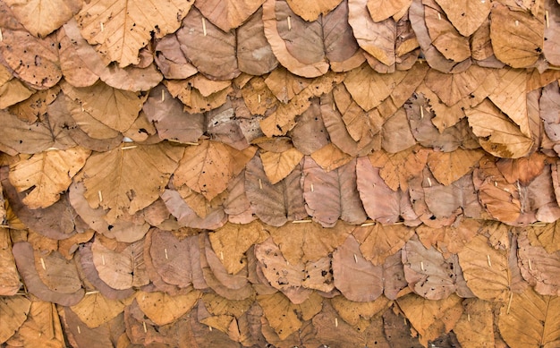 Dry leaf texture background for fence