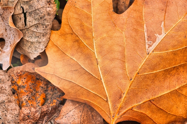 Photo dry leaf texture and nature background. surface of brown leaves natural pattern.