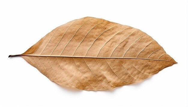 Dry Leaf Top View Isolated on White Background