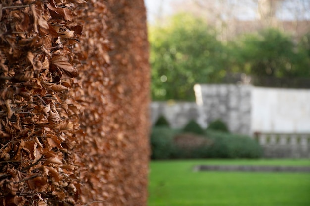 Foto muro di foglie secche nel parco dell'irlanda