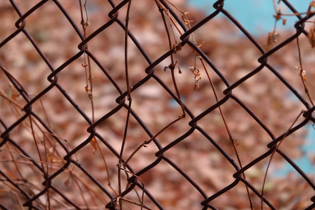 Dry leaf on wire mesh