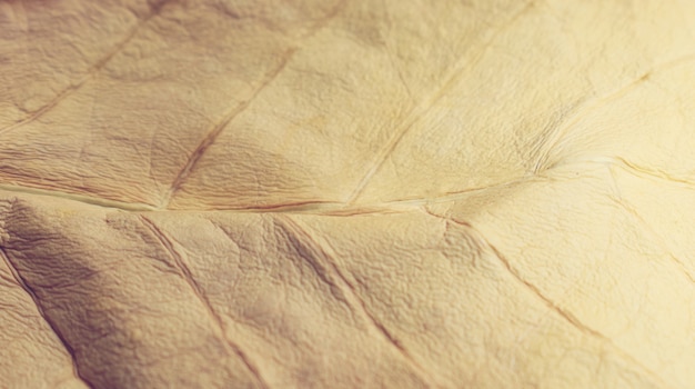 Photo dry leaf