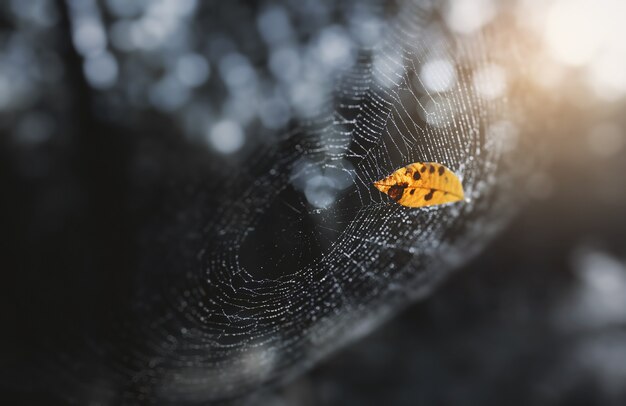 Photo dry leave fell to rest on a tattered cob spider web.