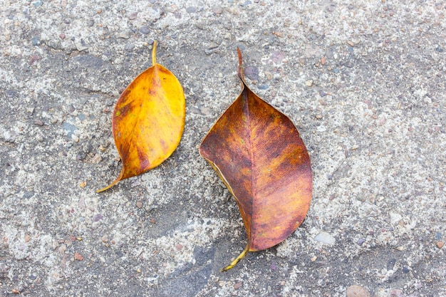 dry leave on the floor