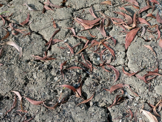 Dry leaves of Acacia plants on the tropical forest floor Natural Background