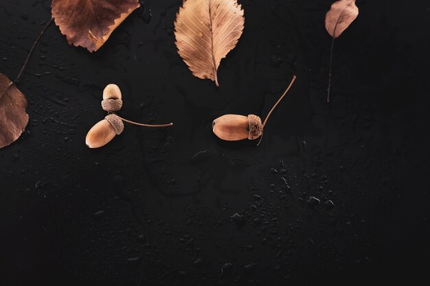 Dry leaves and acorns on a wet surface