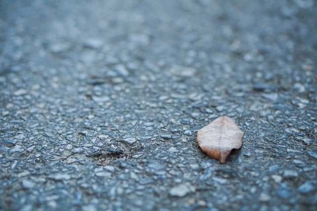 Dry leaves are placed on the road, alone.