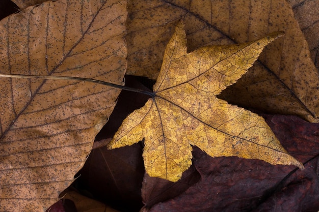 Dry leaves as an autumn background