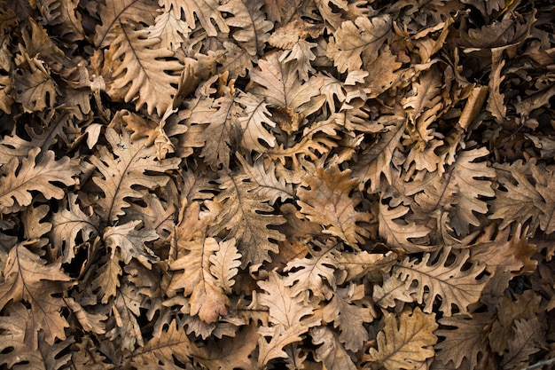 가을 배경으로 마른 나뭇잎