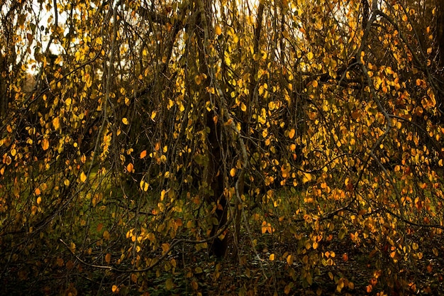 Dry Leaves as Autumn herbal Fall concept texture