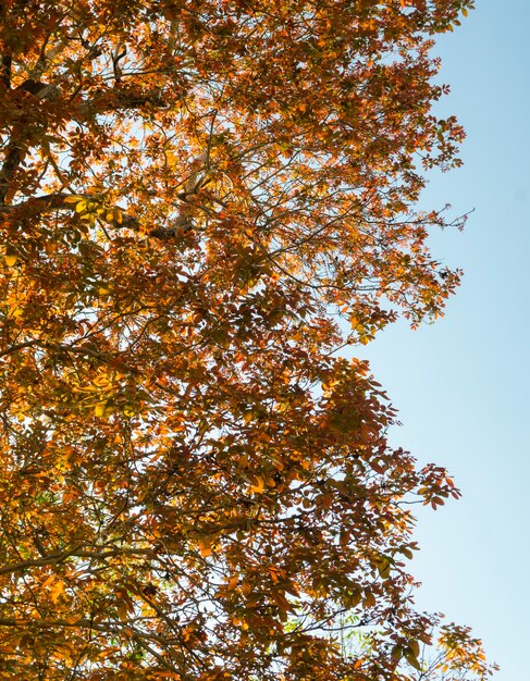 Dry leaves in autumn with blue sky