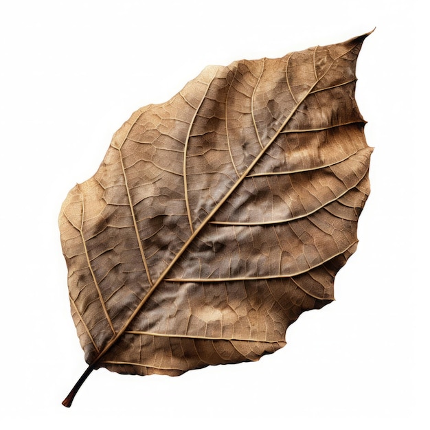 Dry Leaves In Autumn