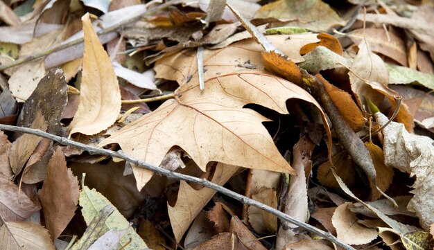 Dry leaves close up