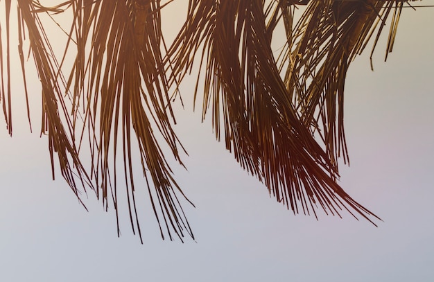 Dry leaves of a coconut tree, cute toned with sunlight