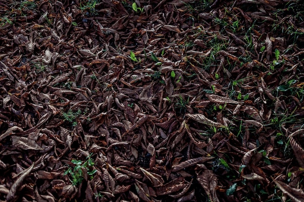 Dry leaves. Colorful autumn fallen leaves