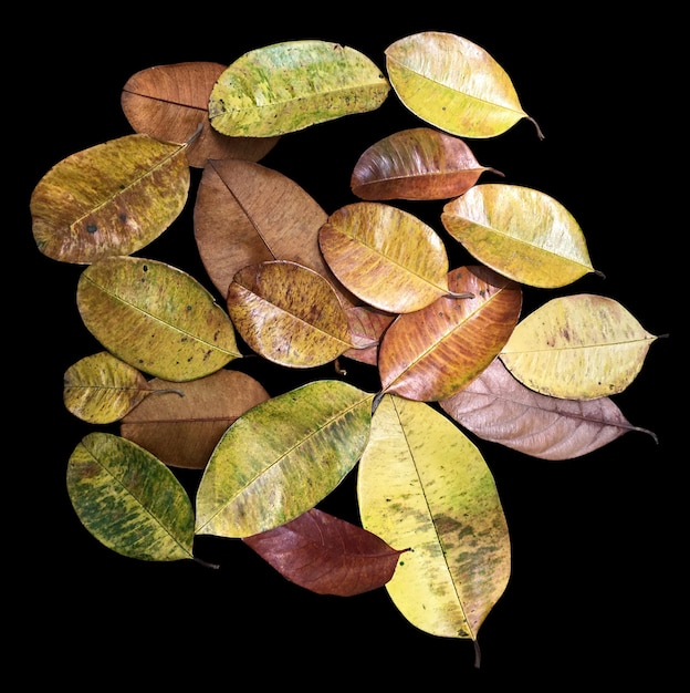 dry leaves on dark background