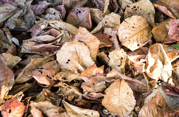 Dry leaves fall