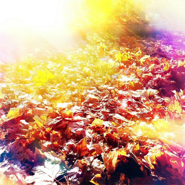 Photo dry leaves fallen on field