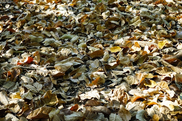Dry leaves fallen on the ground floor and daylight in the winter