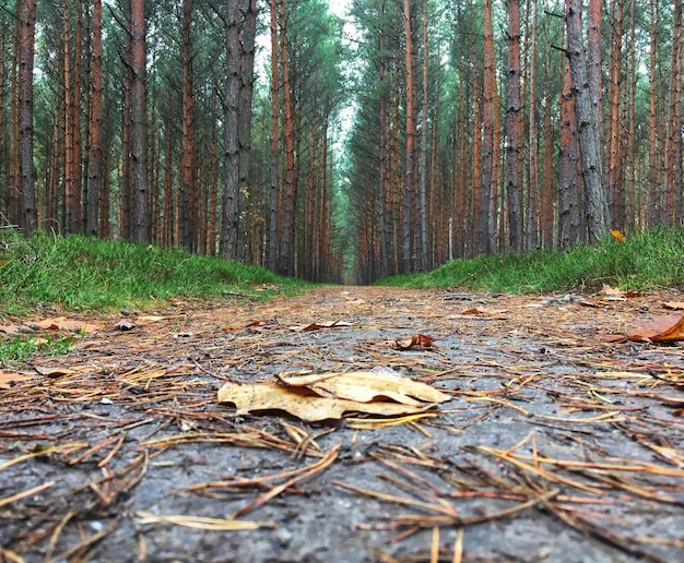 Photo dry leaves fallen on land in forest during autumn