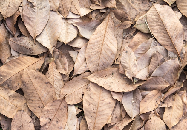 Dry leaves on floor autumn background 