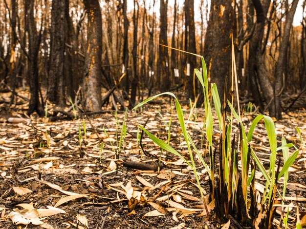 Dry leaves in forest