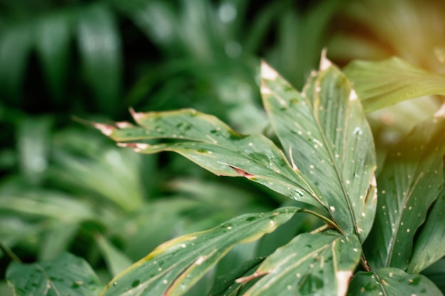 Dry leaves in garden.