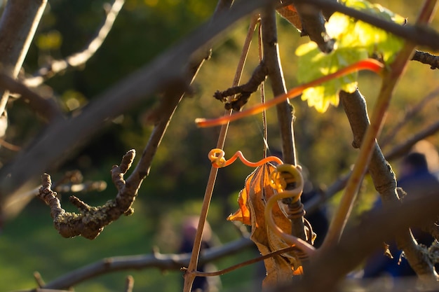 Dry leaves of grapes in autumn in the rays of the sun