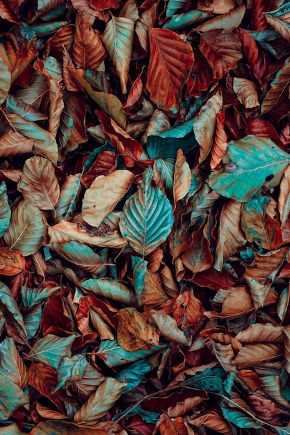 dry leaves on the ground in autumn season