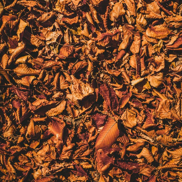 Dry leaves on the ground background