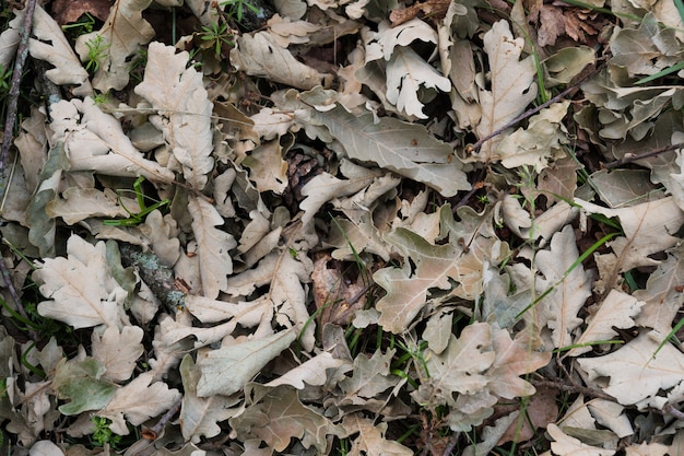 Сухие листья на земле в красивом осеннем лесу, текстура дуба из опавших листьев в лесу или парке