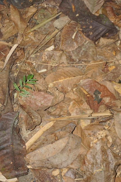 dry leaves on ground