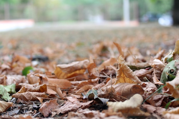 Dry leaves on the ground.