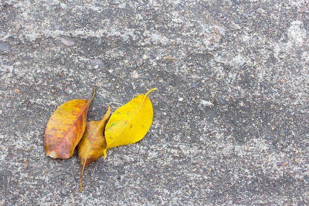 Сухие листья на земле