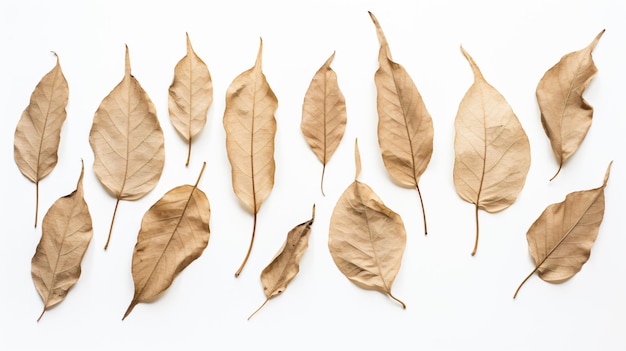 Dry leaves isolated on a white background