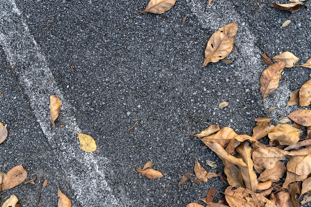 Dry leaves lay on asphalt road background dry leaf fram top\
view flat lay