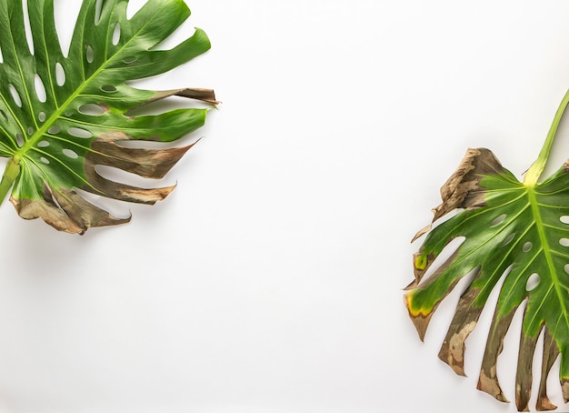 Dry leaves of monstera on a white background.