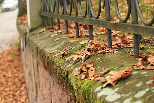 Dry leaves on moss covered wall during autumn