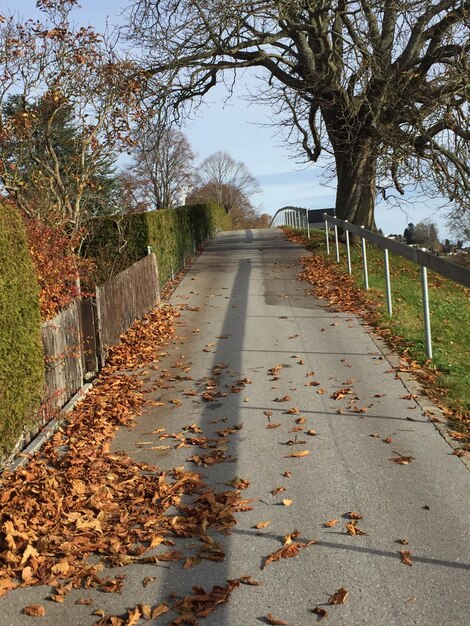 Photo dry leaves on road amidst trees during autumn