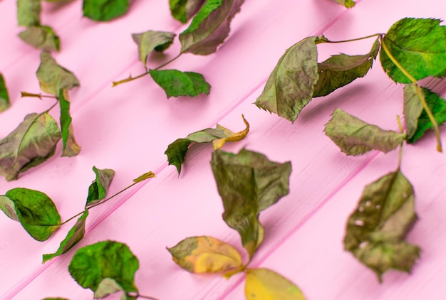 Foto foglie secche di una rosa su uno sfondo rosa di legno