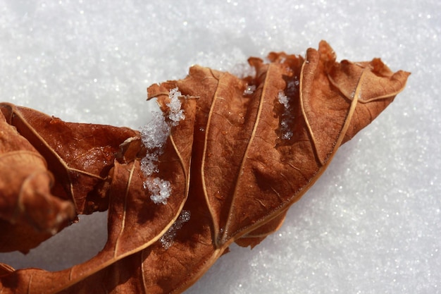 dry leaves on the snow