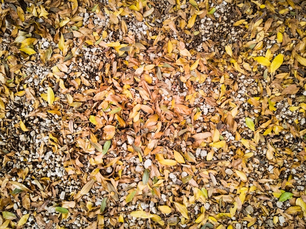 Dry leaves and stones in the garden and in a top view