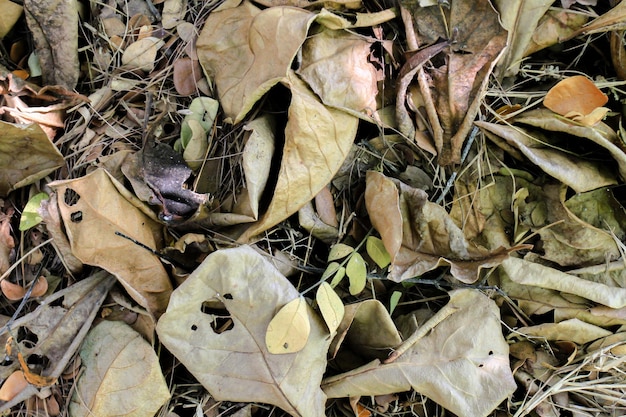 Foto foglie secche che cadono nella stagione secca