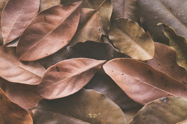 Dry leaves top view